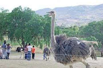 Granja de avestruces 