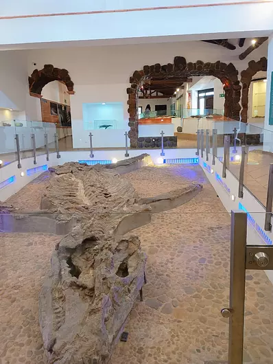 Museo Fósil 