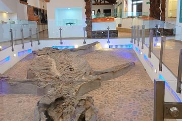 Museo Fósil 