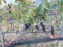 Visita a las vides con degustación 