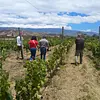 Viñedo de la zona 