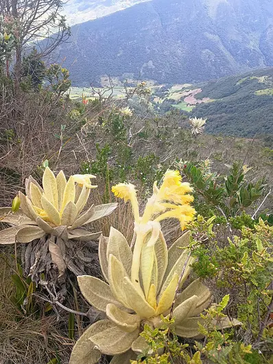 Laguna de Iguaque