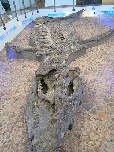Museo Fósil 